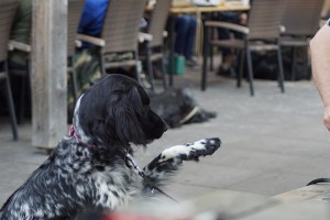 DSC00975
